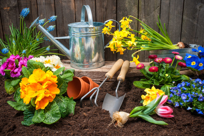 Planting flowers in pot with dirt or soil at back yard